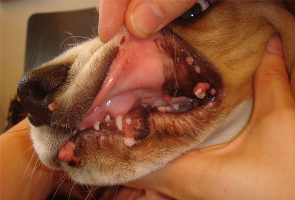 Papilloma bij honden Laryngeal papillomatosis virus